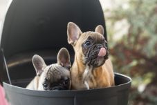 Okmány nélküli kutyakölyköket talált a NAV egy román furgonban