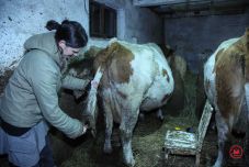 Az egyetemet végzett parasztlány, aki tehenek közt él: jószágaik csak hírből ismerik a láncot, az udvaron járkálnak szabadon