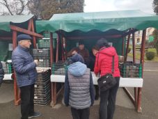 Mindenki karácsonya: ezer töltött káposztát osztottak szét Kézdivásárhelyen