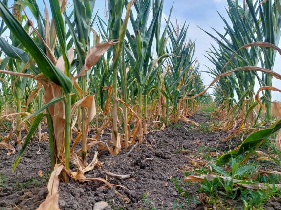 Az utóbbi tizenöt év leggyengébb kukoricatermése lett az idei