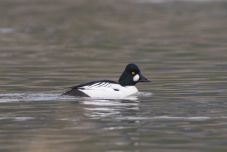 Romániában több mint negyven madárfajt fenyeget a kihalás veszélye