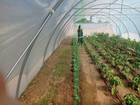 RMDSZ: növeli a kormány a zöldségtermesztőknek járó támogatási keretösszeget