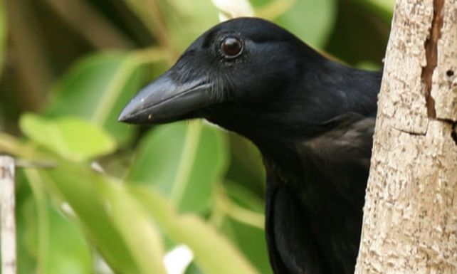 Varjakat alkalmaz egy svéd cég a csikkek felszedegetésére