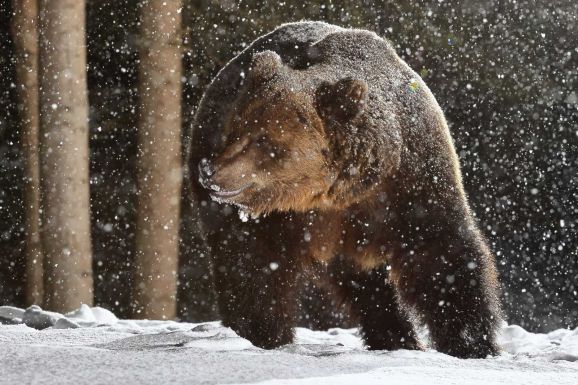 Medvetámadás történt Csíkszentgyörgyön