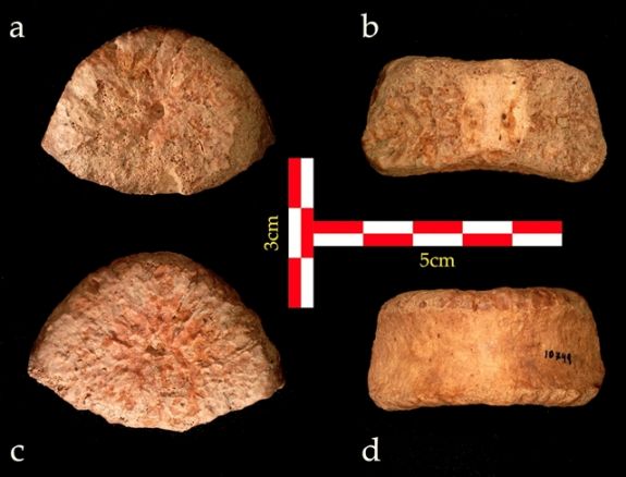 1,5 millió éves emberi maradványokat találtak Izraelben