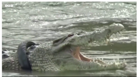 Hat évig élt a nyakában egy autógumival egy krokodil