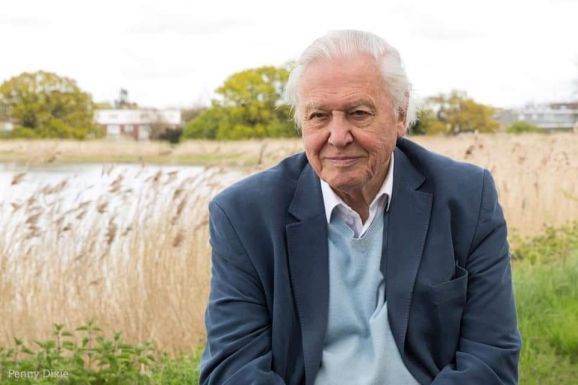 Sir David Attenborough természettudós, dokumentumfilmes az idei Nobel-békedíj egyik jelöltje