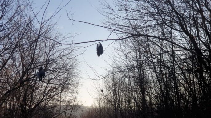 Csapda vagy rituálé? Több tucat felakasztott madarat találtak egy romániai erdőben