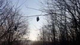 Csapda vagy rituálé? Több tucat felakasztott madarat találtak egy romániai erdőben