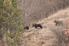 Medvék jelenlétére figyelmeztetnek Székelyudvarhely közelében