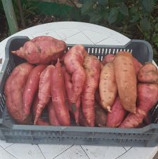 Átalakuló mezőgazdaság: édesburgonyát is termesztenek már a bihari gazdák