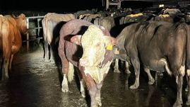 Túlélte egy bika, hogy a megáradt folyó 80 kilométeren át sodorta magával