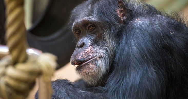 Elpusztult Európa legöregebb hím csimpánza, Jonny