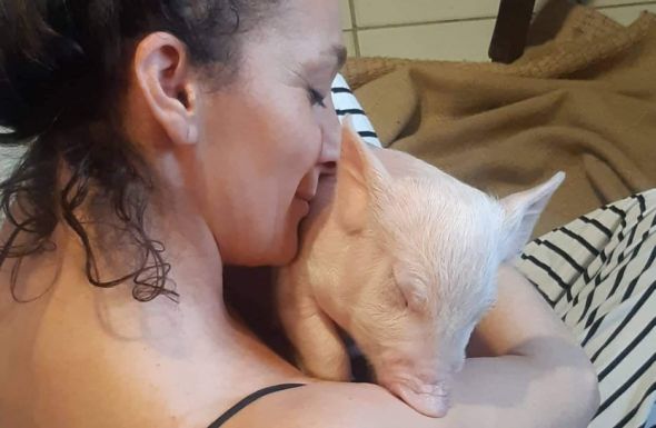 Ahol a kurta farkú malac túr: konyhájában nevelgeti disznócskáját a székelyföldi mesemondó, akár egy házikedvencet