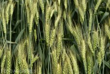 Drágulhat a kenyér az orosz-ukrán háború miatt