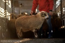 Birkákkal és kecskékkel is népszerűsítik az oltást Németországban