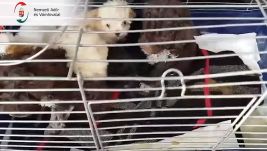 Papírok nélküli kölyökkutyákat koboztak el egy román autóstól a magyar vámellenőrök