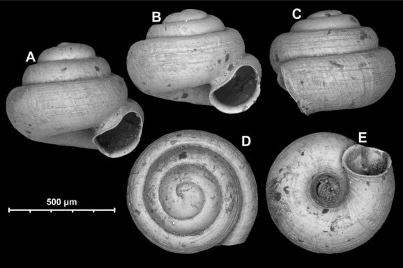 Felfedezték a világ két legkisebb szárazföldi csigafaját