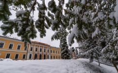 Óriástumort távolítottak el egy németjuhászból Kolozsváron