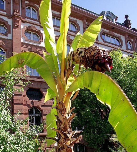 Egy Etiópiában termő banánféle lehet az új szuperélelmiszer