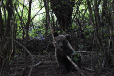 Egyre nagyobb gondot jelentenek a balesetet okozó medvék Maros megyében