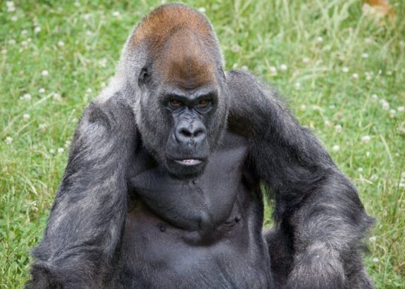 Hatvanegy éves korában pusztult el Ozzie, a világ legidősebb hím gorillája