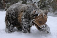 Tánczos Barna: tudományos alapokra helyezik a medveállomány kezelését