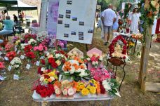 Tizenkilencedszer szerveztek rózsanapot a Fehér megyei Csombordon