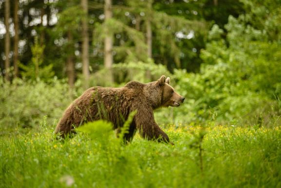 Magyarországi kirándulóra támadt a medve Tusnádfürdőn