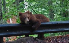 Pro Szent Anna Egyesület: ne etessük az út szélén „kolduló” medvéket