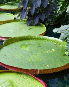 Az óriás tündérrózsák új faját fedezték fel