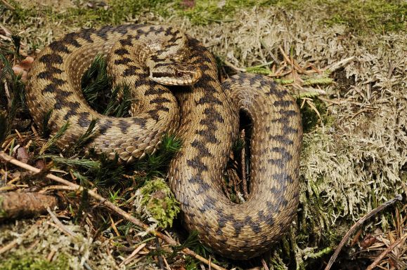 Ezt kell tenni, ha megmar a vipera