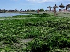 Algák lepték el az egyik tengerparti strandot, panaszkodnak a turisták