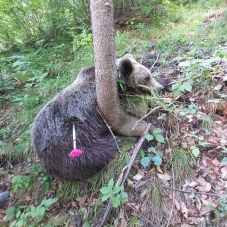 Két nap alatt nyolc medvét szállítottak el Tusnádfürdőről