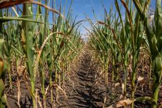 A kukorica- és a napraforgótermés katasztrofális az aszály miatt – az állam segítséget nyújt a gazdáknak 