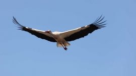 Csíkszentsimonban fészkel az ország legtöbb gólyája