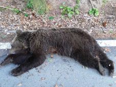 Idén eddig harminc medvét lőttek ki Hargita megyében