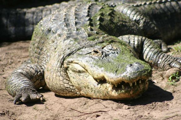 Beleesett a golfpálya tavába, megölték az aligátorok