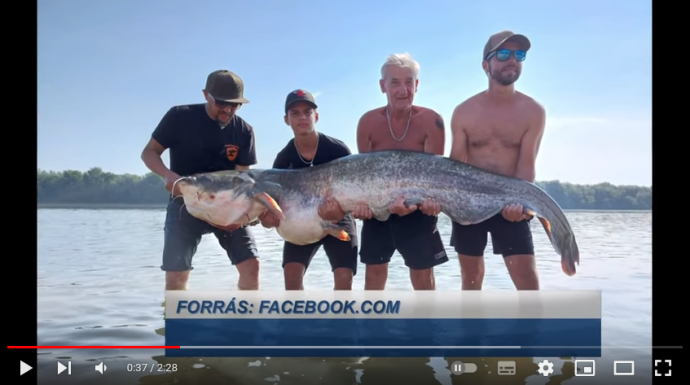Minden idők legnagyobb harcsáját fogták ki a Dunából