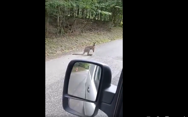 Ismét elszabadult kengurut videóztak le Magyarországon