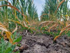 Az ország húsz megyéjében százezer hektárnál is nagyobb területen pusztított az aszály