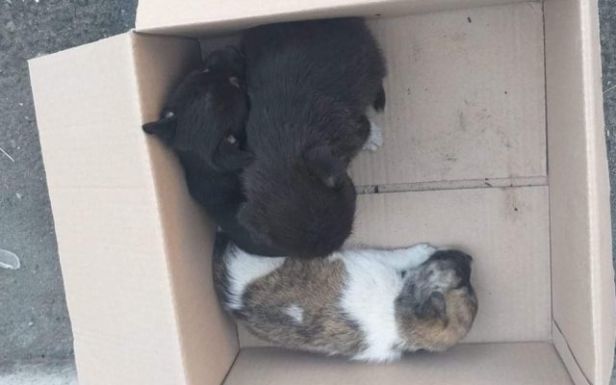 Kiskutyákat hagyott az utcán egy férfi, 12 ezer lejes bírságot kapott