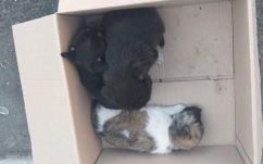 Kiskutyákat hagyott az utcán egy férfi, 12 ezer lejes bírságot kapott