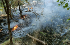 Az erdőt elérte és a lakóházakat is veszélyeztette a tarlótűz a bihari Hegyközben