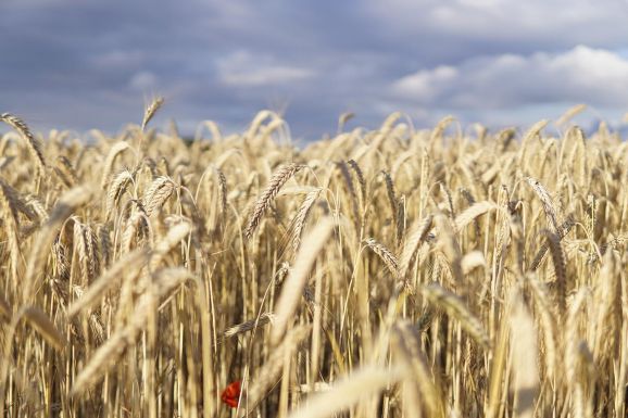 Ötödével kisebb az idei búzatermés a tavalyinál