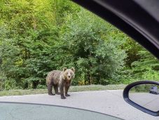 Medve miatt riasztották a lakosságot egy Kolozs megyei településen