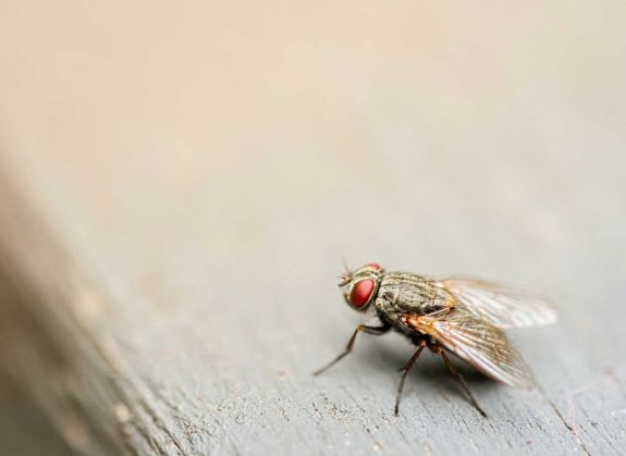 Az emberekhez hasonlóan érezhetik a fájdalmat a rovarok egy friss kutatás szerint