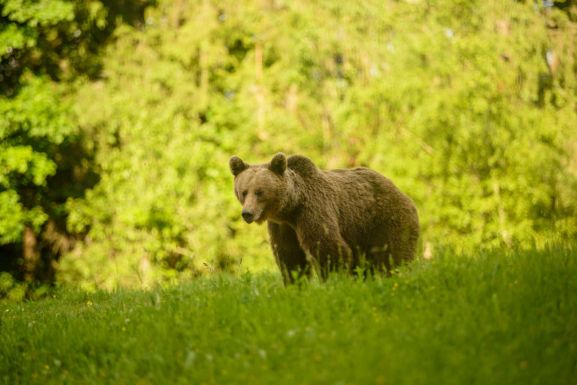 Emberre támadt a medve Zetelakán