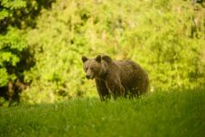 Emberre támadt a medve Zetelakán