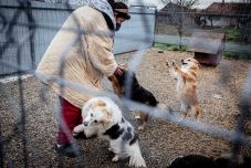 Színtiszta szeretet: önerőből működteti kutyamenhelyét egy tüdődaganatos Maros megyei nő